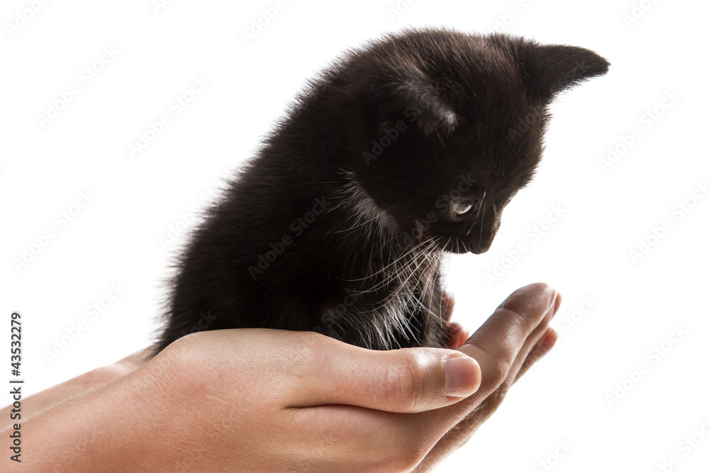 Obraz premium I give a small kitten in good hands