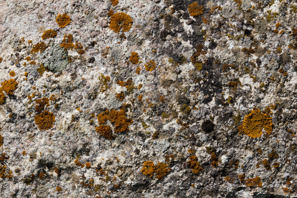 Moss on a rock in the background Moss on a rock in the background