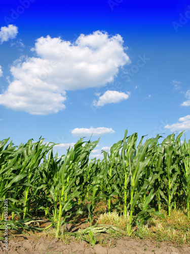 Green field with young corn