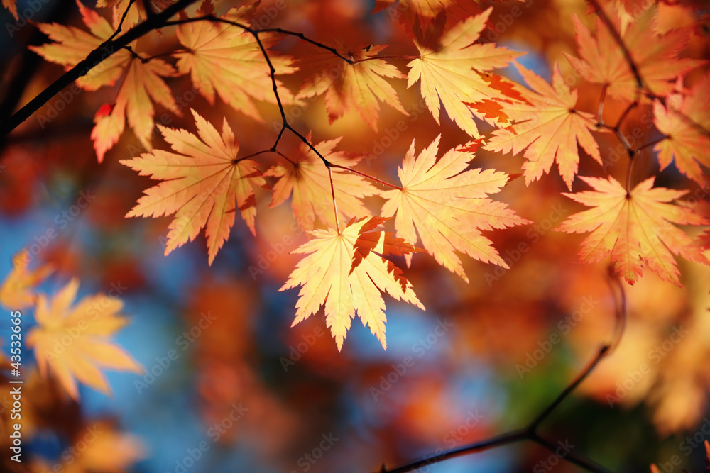 Autumn maple leaves - obrazy, fototapety, plakaty 