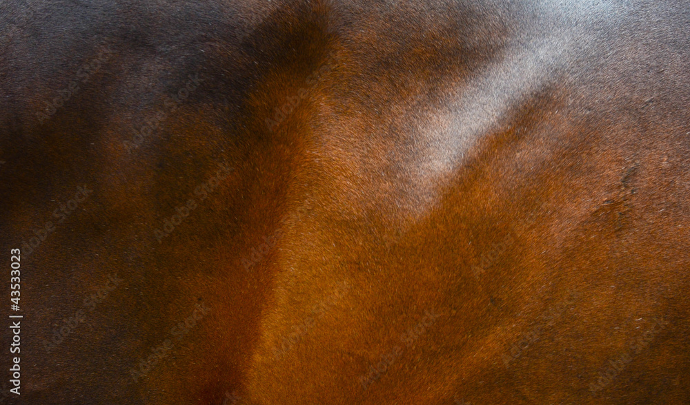 Fototapeta premium Horse fur background