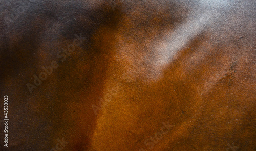 Horse fur background
