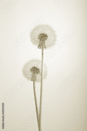 Monochorme photo of lovely dandelions against white background