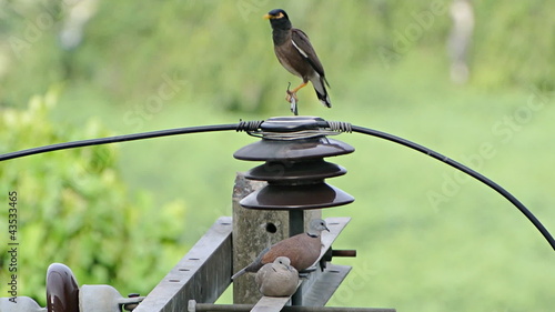 The birds preen