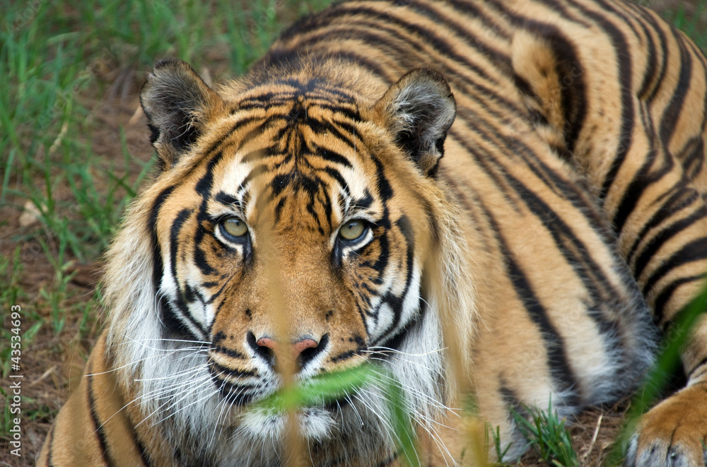 sumatran tiger sumatran tiger