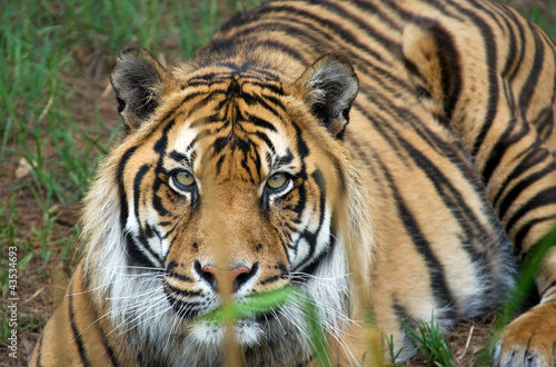 sumatran tiger