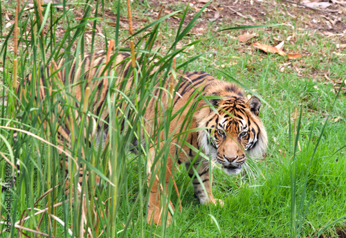 sumatran tiger