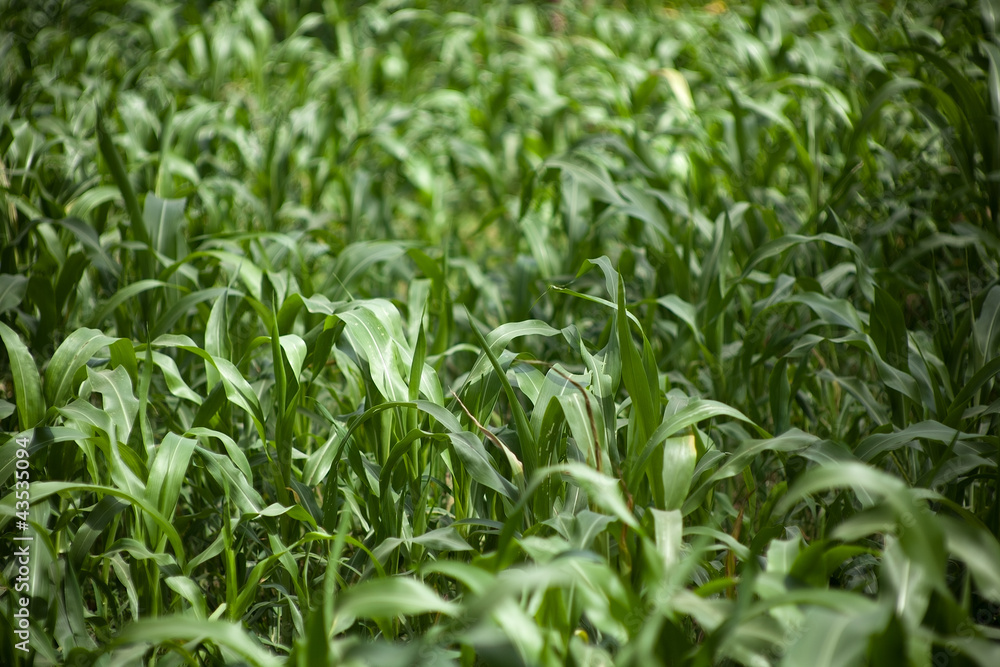 Corn field in sunlight Corn field in sunlight