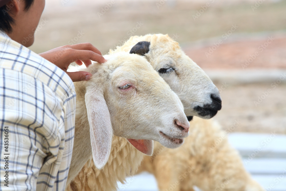sheep sheep