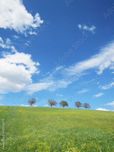 Bäume mit Himmel 20