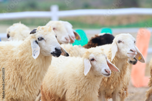 Fototapeta Naklejka Na Ścianę i Meble -  sheep