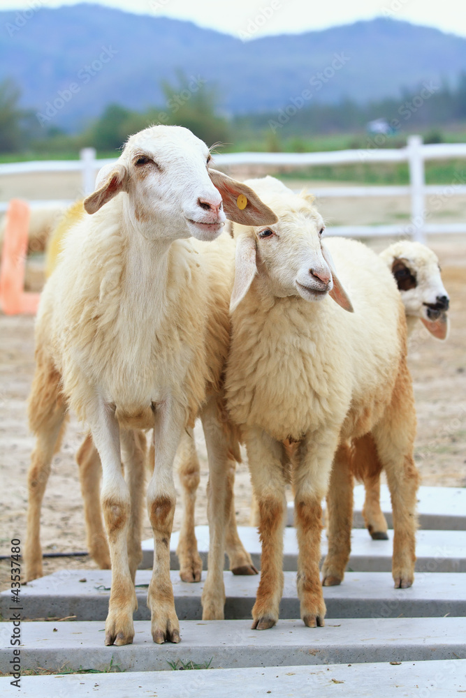 sheep sheep