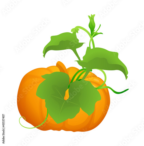 vector icon pumpkin