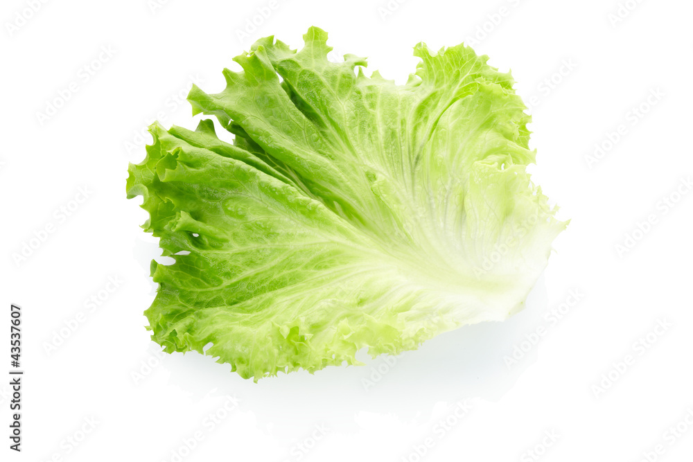 Green salad leaf on white, clipping path included Green salad leaf on white, clipping path included