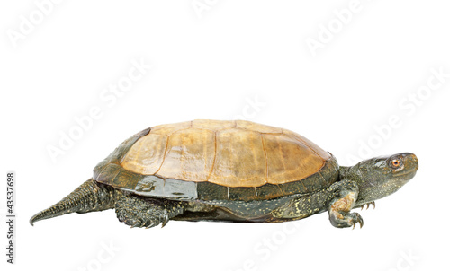the turtle (European pond turtle) isolated on a white background