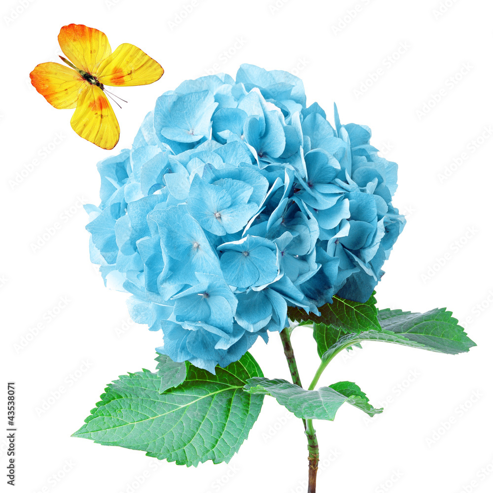 Obraz premium sweet flower and butterfly on white isolated background