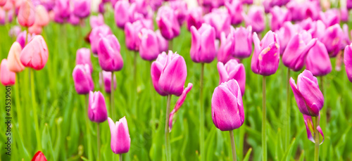 beautiful tulips field in spring time © Valeri Luzina