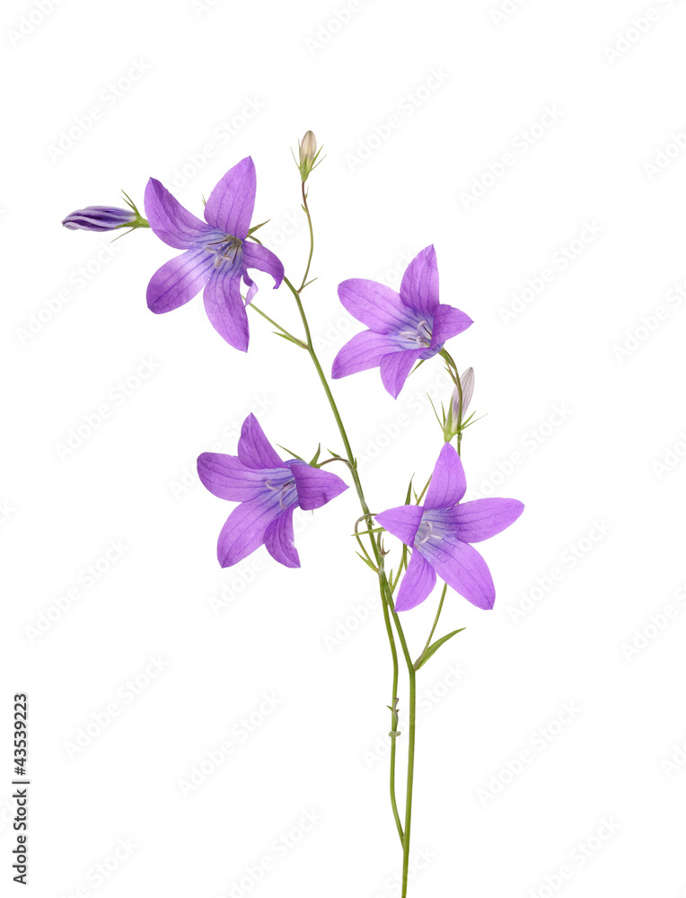 violet campanula flowers isolated on white