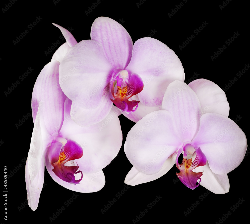 three pink orchid flowes on black three pink orchid flowes on black