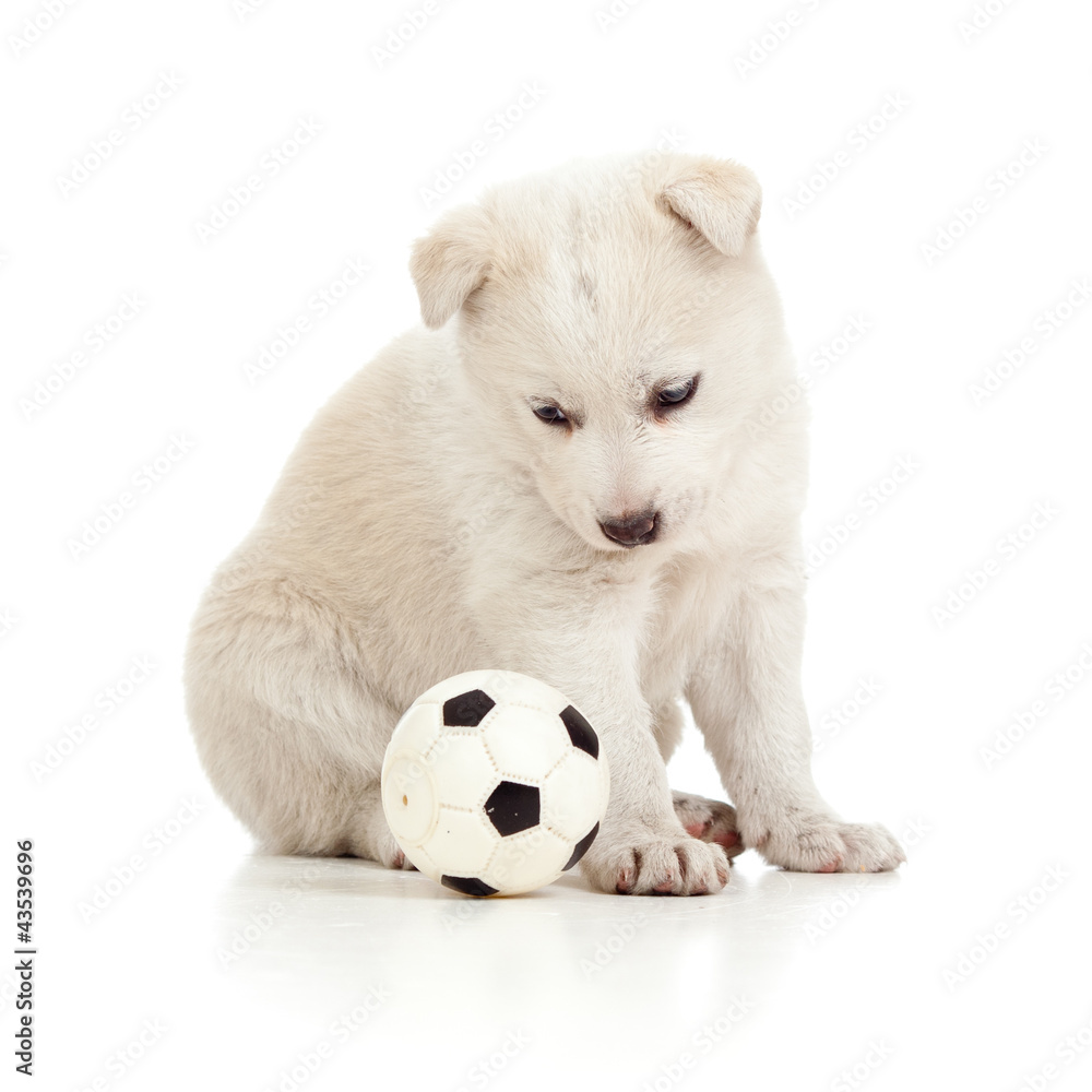 Obraz premium funny puppy dog playing with ball