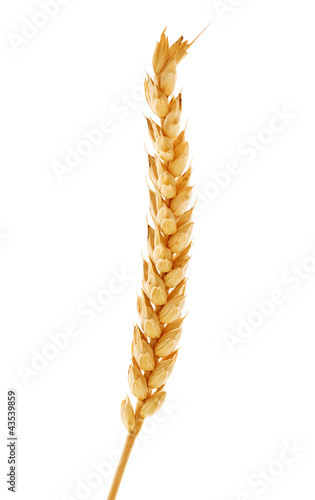 single golden ear of wheat