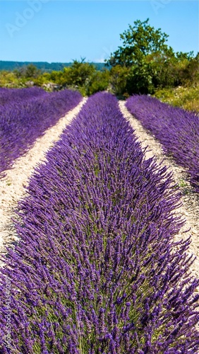 Champs de lavande en Provence, France