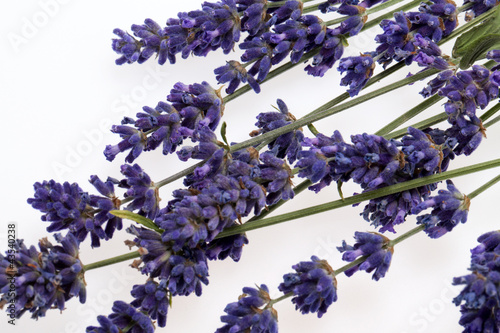 Fototapeta Naklejka Na Ścianę i Meble -  Lavender  isolated on white background