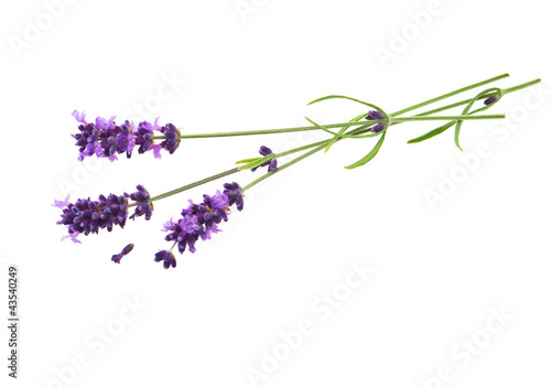 lavender flowers over white background