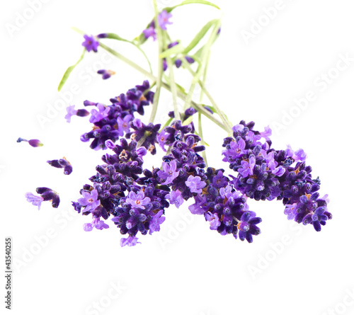 fresh lavender flowers over white