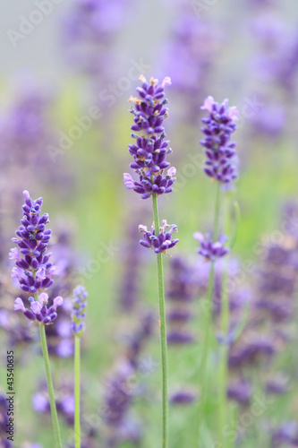 lavender flowers © Maksim Shebeko