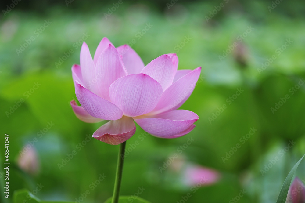 荷花 荷花