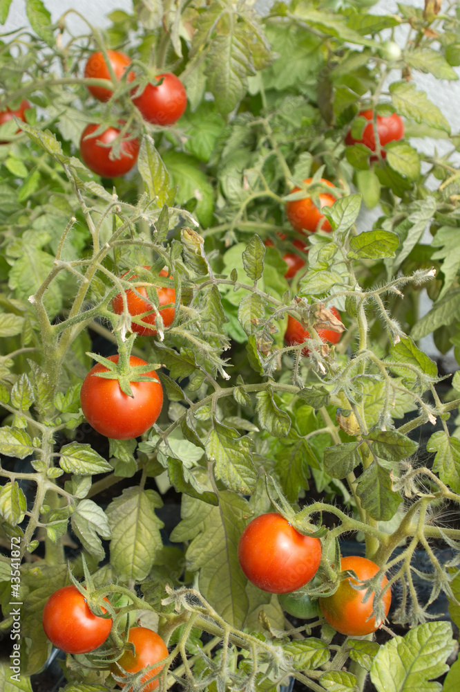 Ripe tomatoes on bush branches