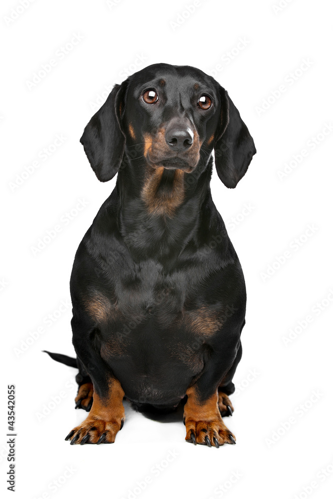 black and tan dachshund