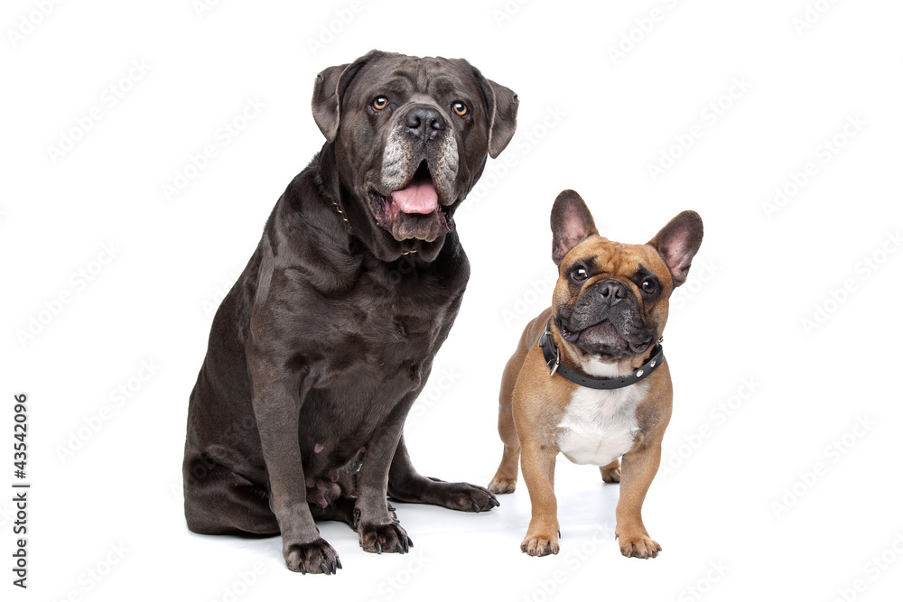 Fototapeta premium Cane Corso and French Bulldog