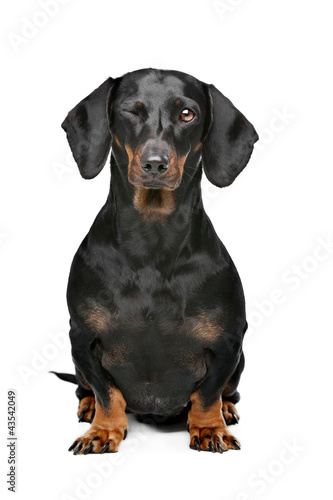 Fototapeta Naklejka Na Ścianę i Meble -  black and tan dachshund