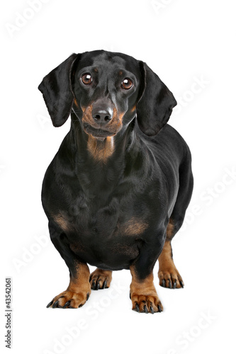 Fototapeta Naklejka Na Ścianę i Meble -  black and tan dachshund