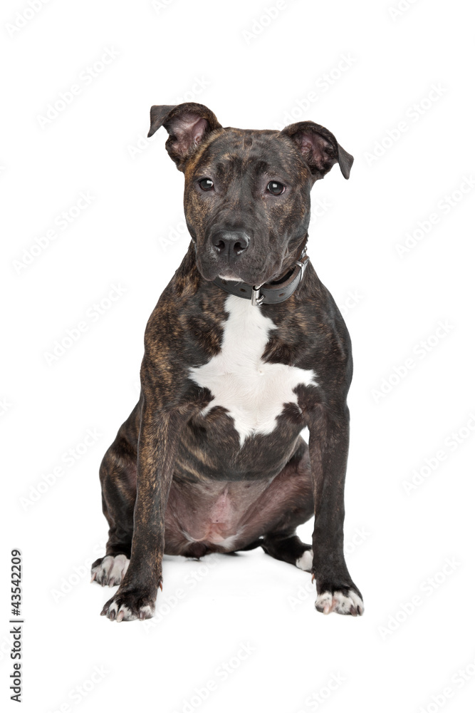 American Staffordshire Terrier