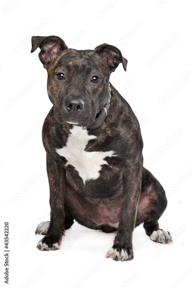 American Staffordshire Terrier