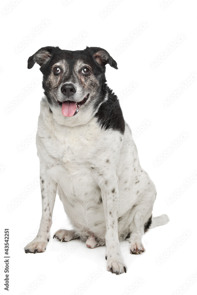 mixed breed dog mixed breed dog