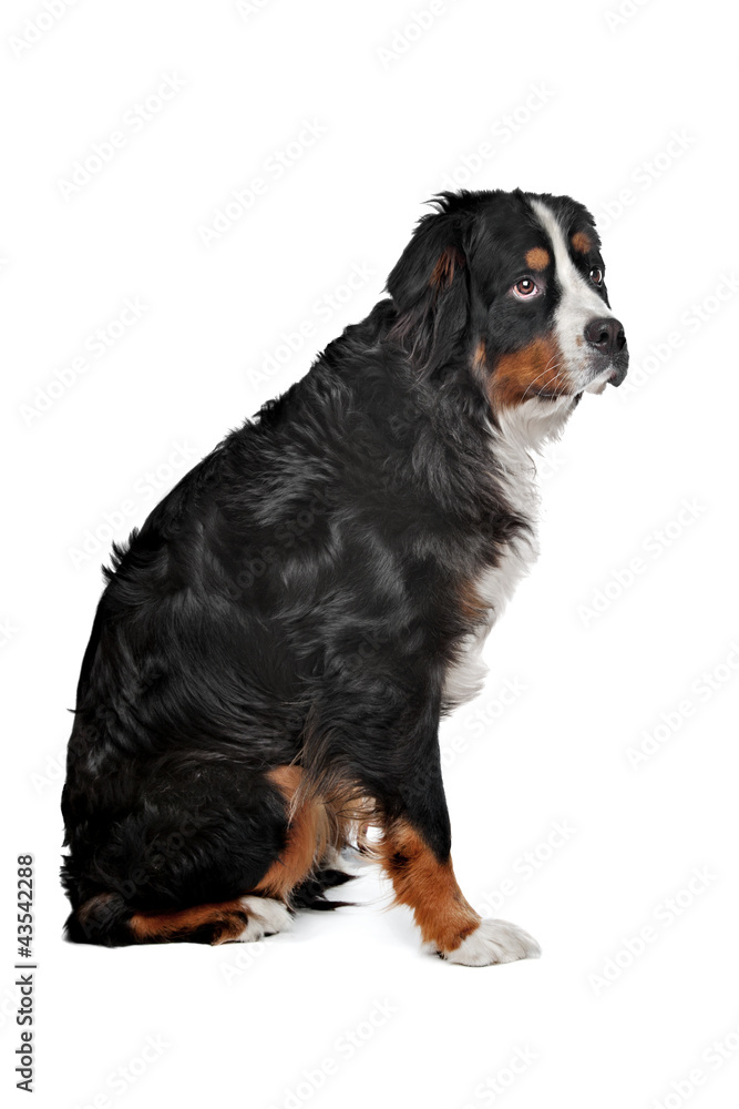 mixed breed dog Bernese Mountain dog
