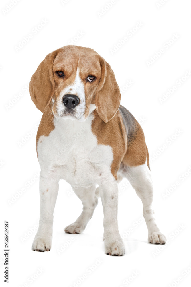 Beagle hound