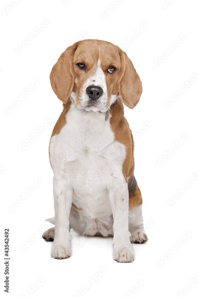 Beagle hound