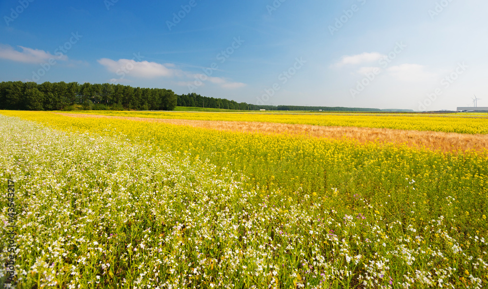 Wild flowers in a field in summer Wild flowers in a field in summer