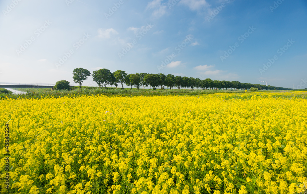 Wild flowers in a field in summer