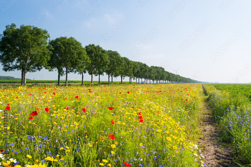Wild flowers in a field in summer