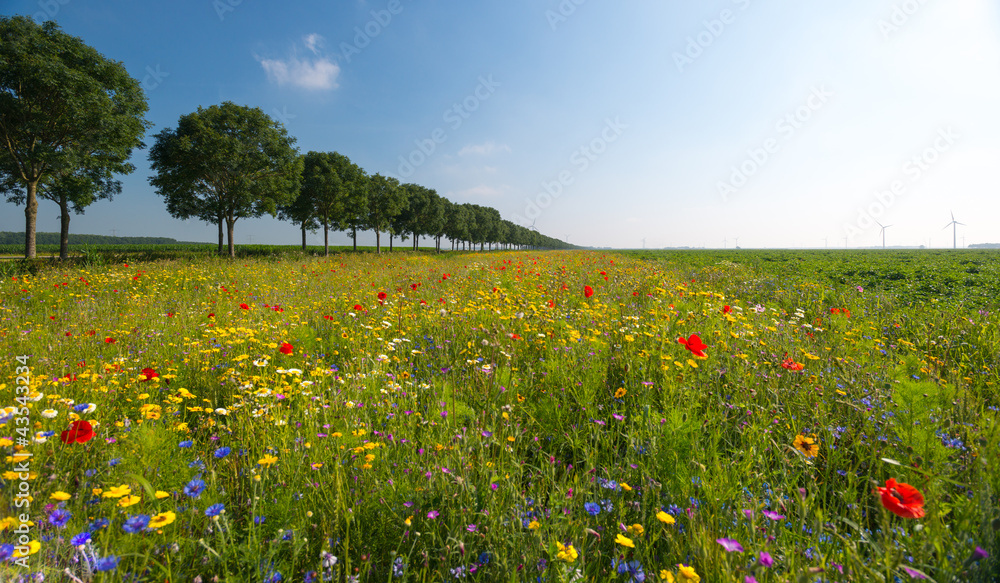 Fototapeta premium Wild flowers in a field in summer