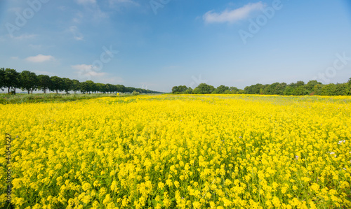 Wild flowers in a field in summer © Naj