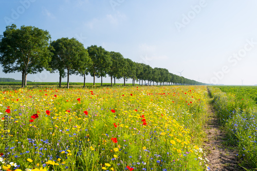 Fototapeta Naklejka Na Ścianę i Meble -  Wild flowers in a field in summer
