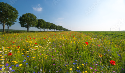Fototapeta Naklejka Na Ścianę i Meble -  Wild flowers in a field in summer