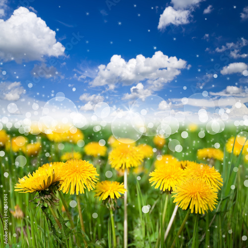 Meadow with flowering dandelions on blue sky background